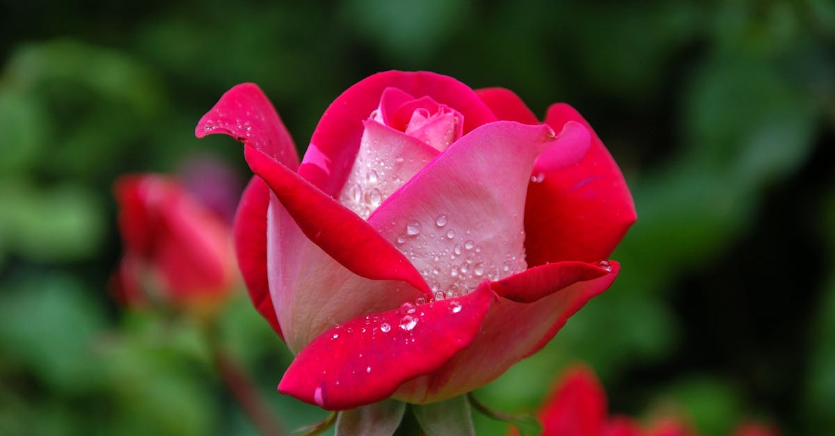 découvrez un univers romantique où l'amour prend vie à chaque instant. plongez dans des histoires passionnantes, des moments pleins d'émotion et des inspirations pour célébrer l'amour sous toutes ses formes.